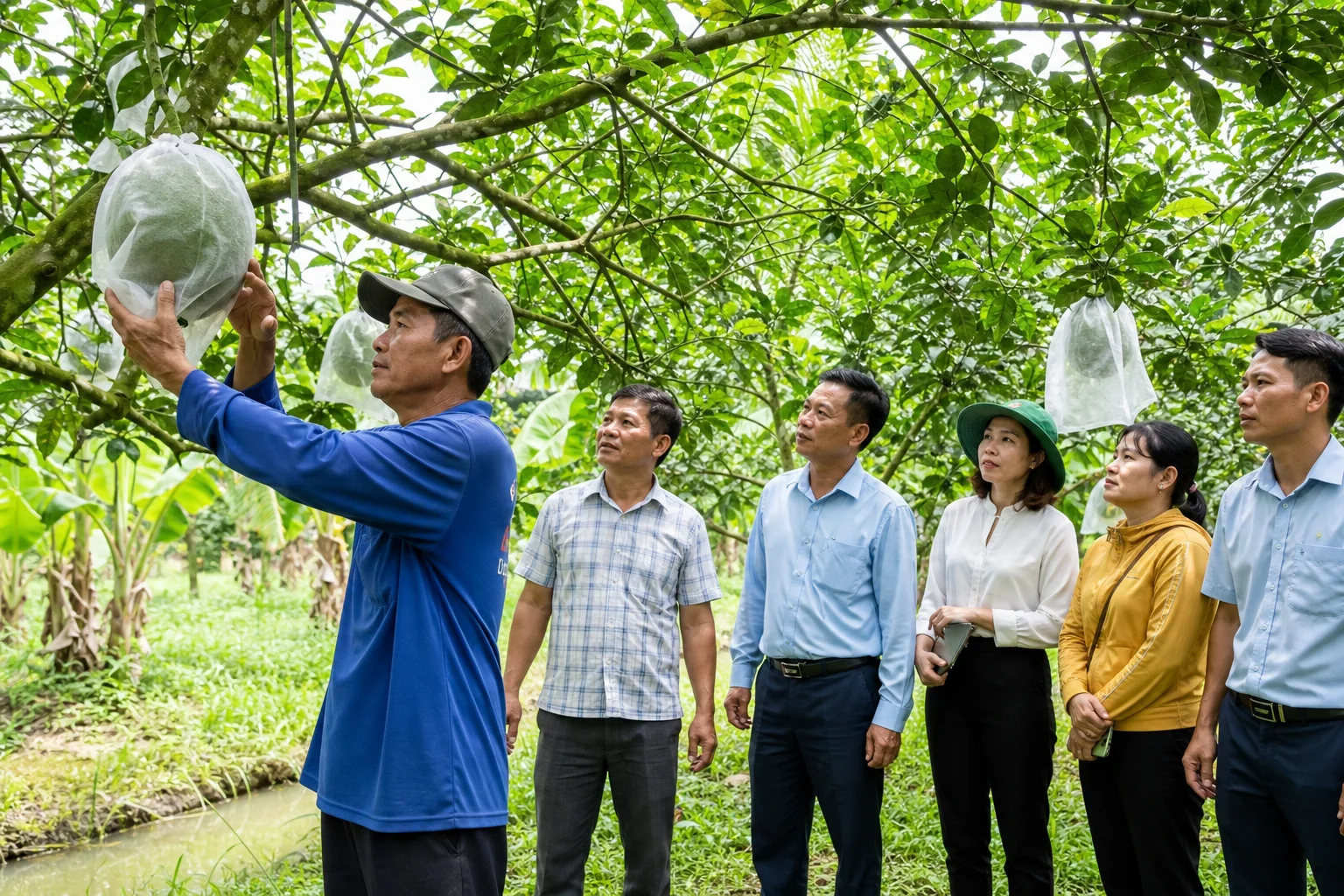 Bưởi xuất khẩu Vĩnh Long: Chánh Thu bắt tay hợp tác xã xây vùng trồng