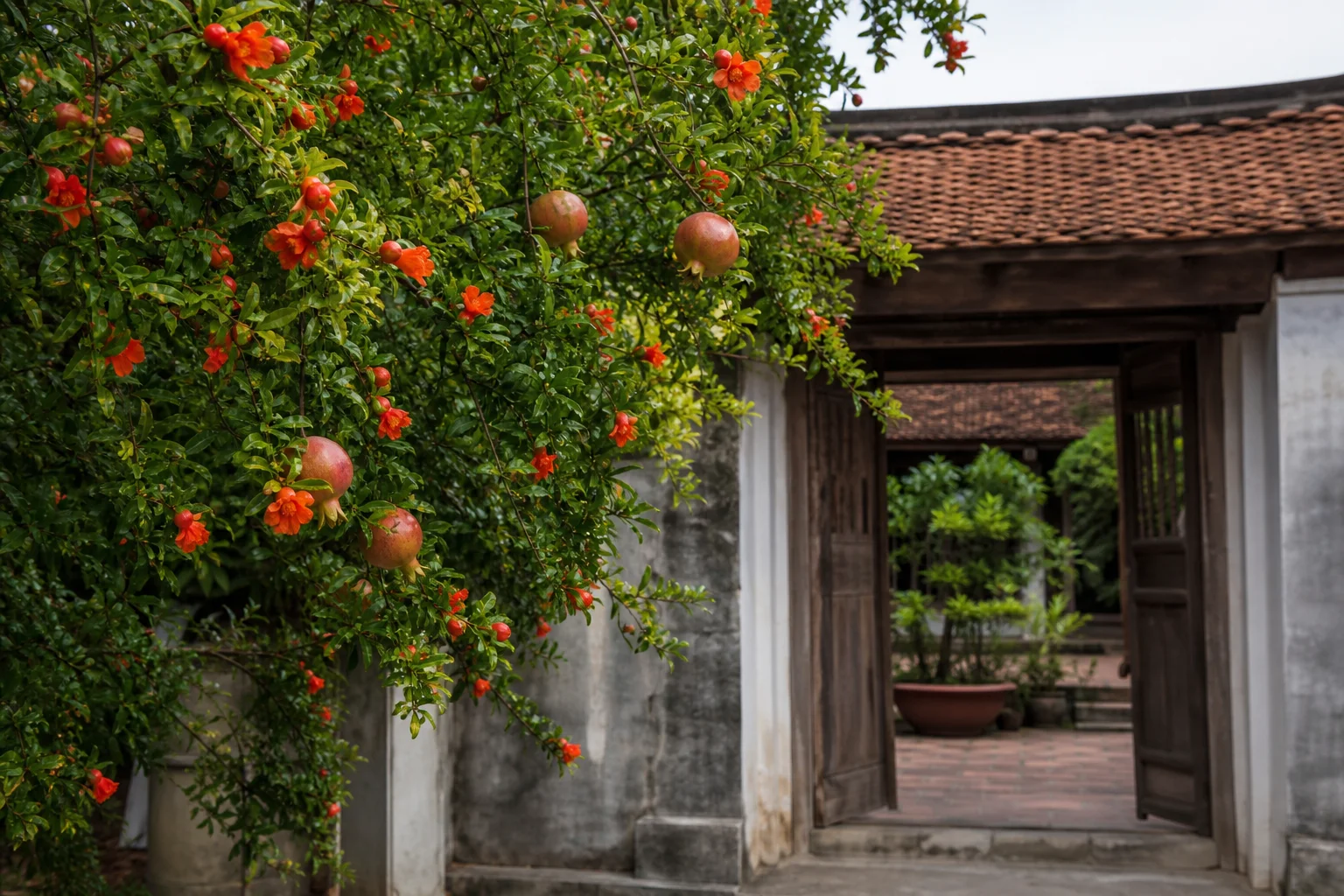 Cây lựu phong thủy: Vì sao người xưa chuộng trồng trước cổng nhà?