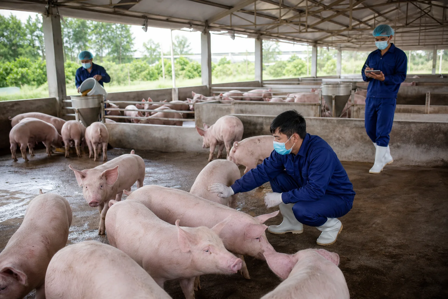 Chăn nuôi heo Hòa Phát giữ giá thành thấp, ROE vượt 80%