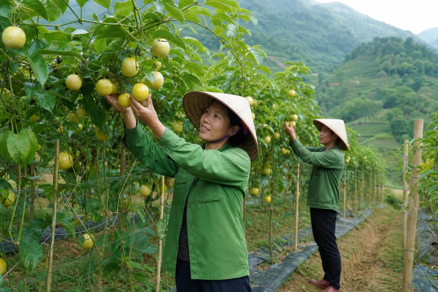 Chanh leo vàng Bảo Nhai: liên kết sản xuất, mở rộng lên 20ha