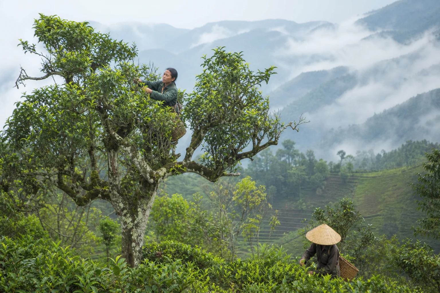 Chè Lai Châu nâng giá trị từ shan tuyết cổ thụ và chế biến sâu