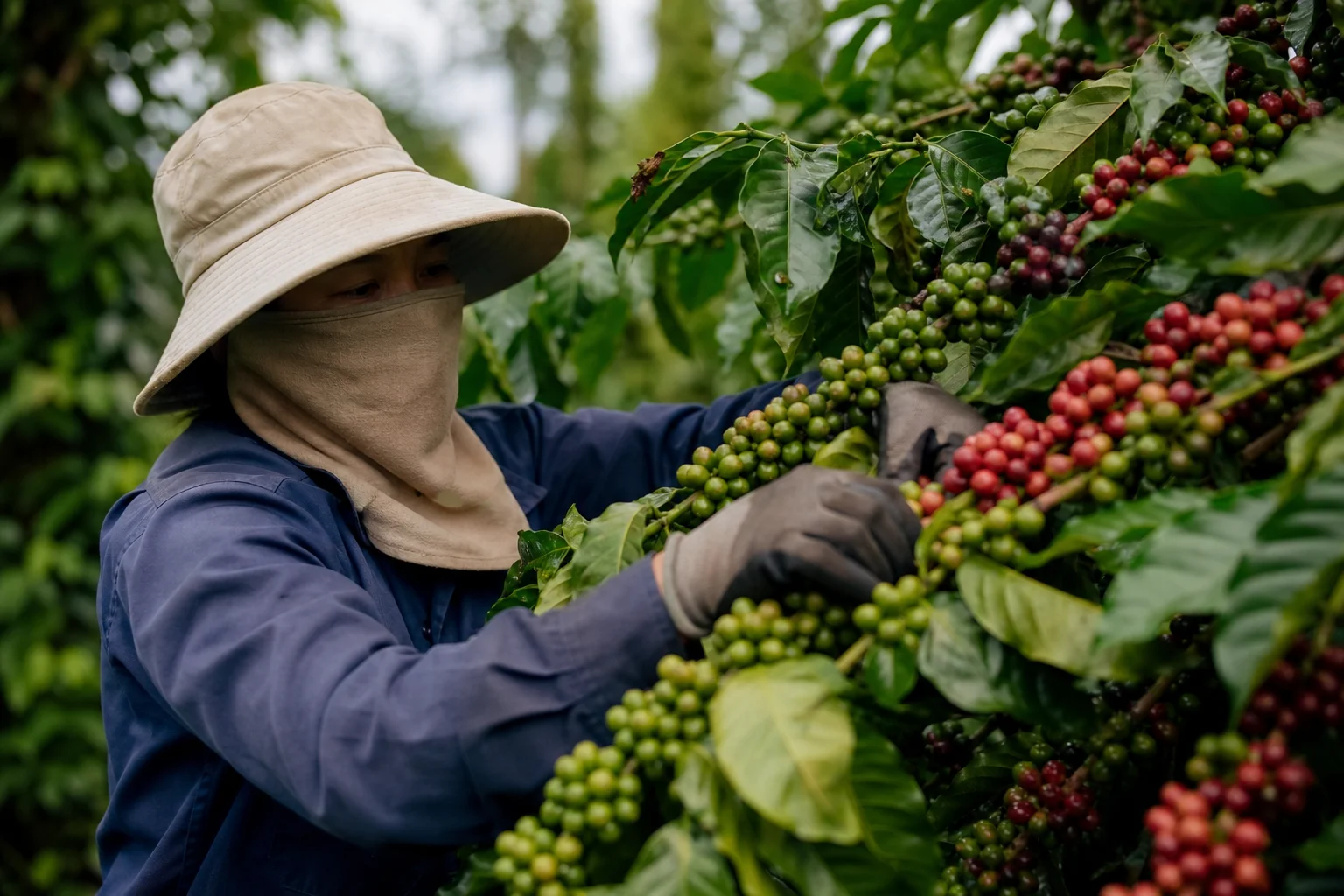 Giá cà phê 29/5: Robusta bật tăng, Tây Nguyên áp sát 88.000 đồng/kg