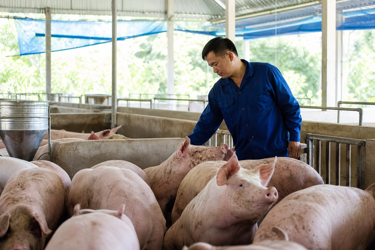 Giá heo hơi 31/7: Miền Bắc giảm, cả nước còn 60.000 - 64.000 đồng/kg