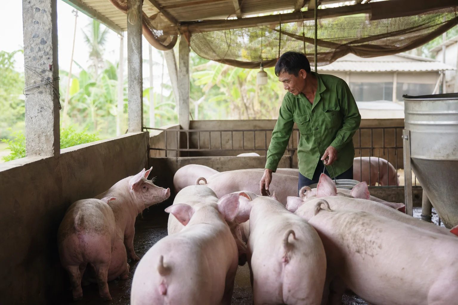 Giá heo hơi hôm nay 29/7: Miền Nam ghi nhận mức 60.000 đồng/kg