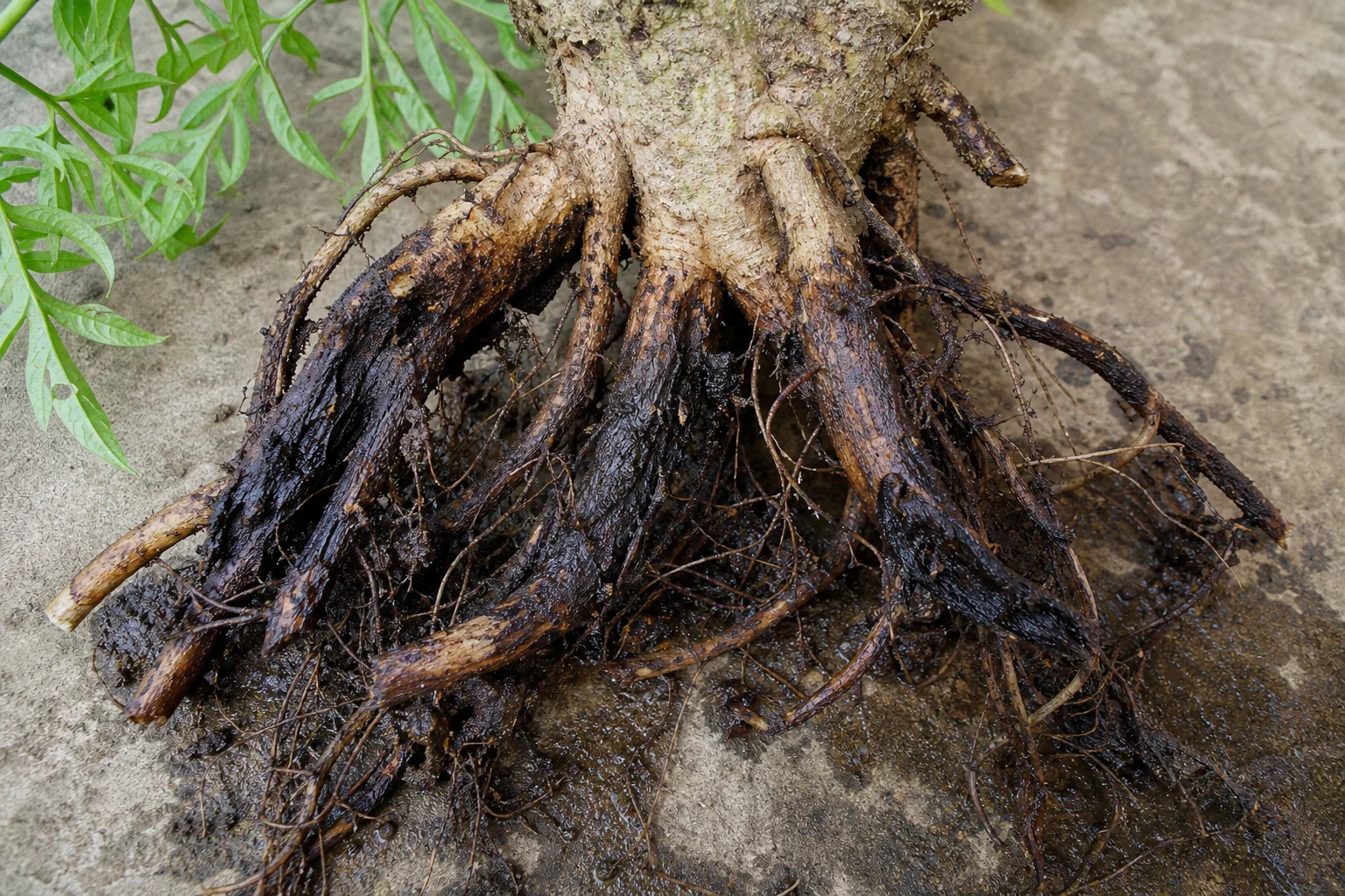 Bệnh thối rễ, thối gốc