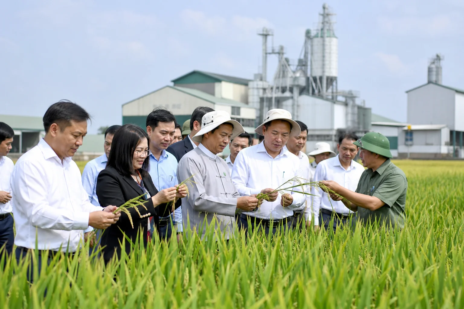 Hợp tác lúa gạo: Vinaseed và MRF mở rộng chuỗi giá trị giống