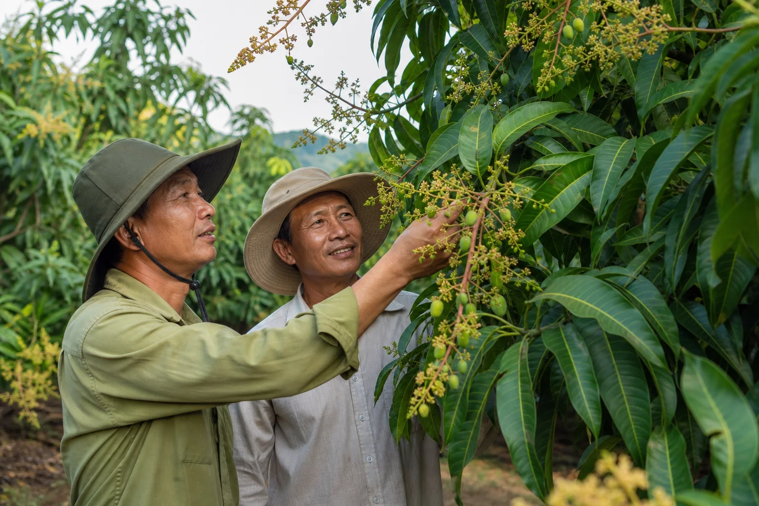 IPHM trên xoài ở Khánh Hòa: nhà vườn đổi cách làm, tăng thu