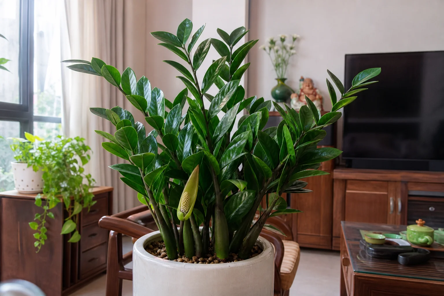Kim tiền ra hoa: Điềm lành phong thủy và cách chăm cây đúng