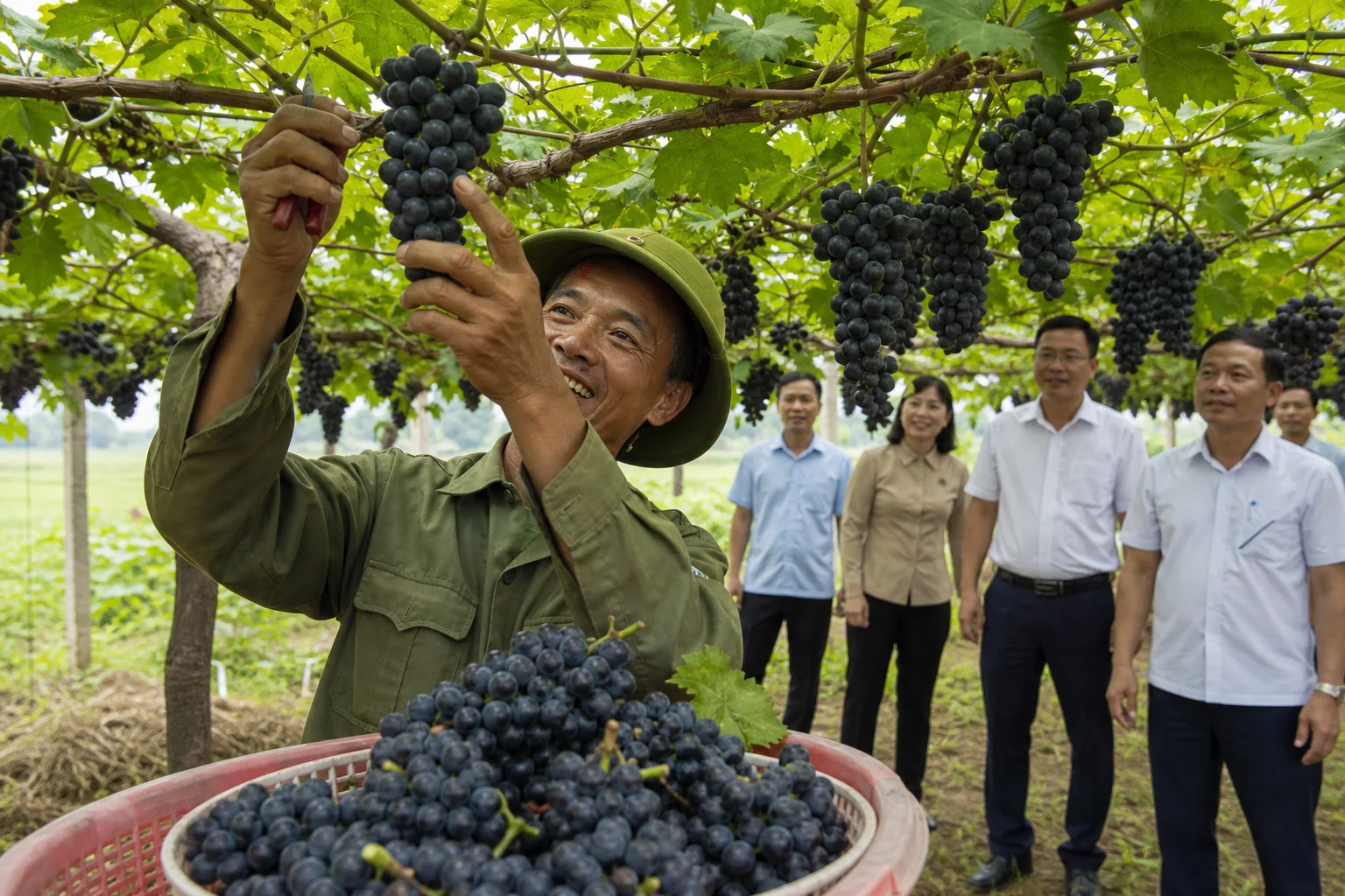 Nho hạ đen trên đất Bắc Quang: Nông dân thu quả ngọt từ hướng đi mới
