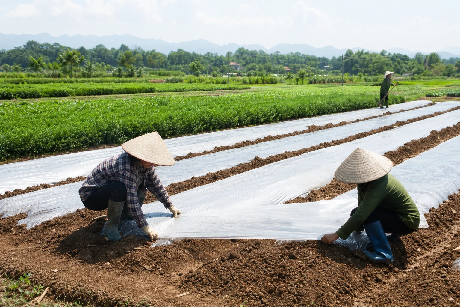 Nông dân Phú Thọ ủ đất kiểu Nhật, giảm áp lực sâu bệnh trên rau