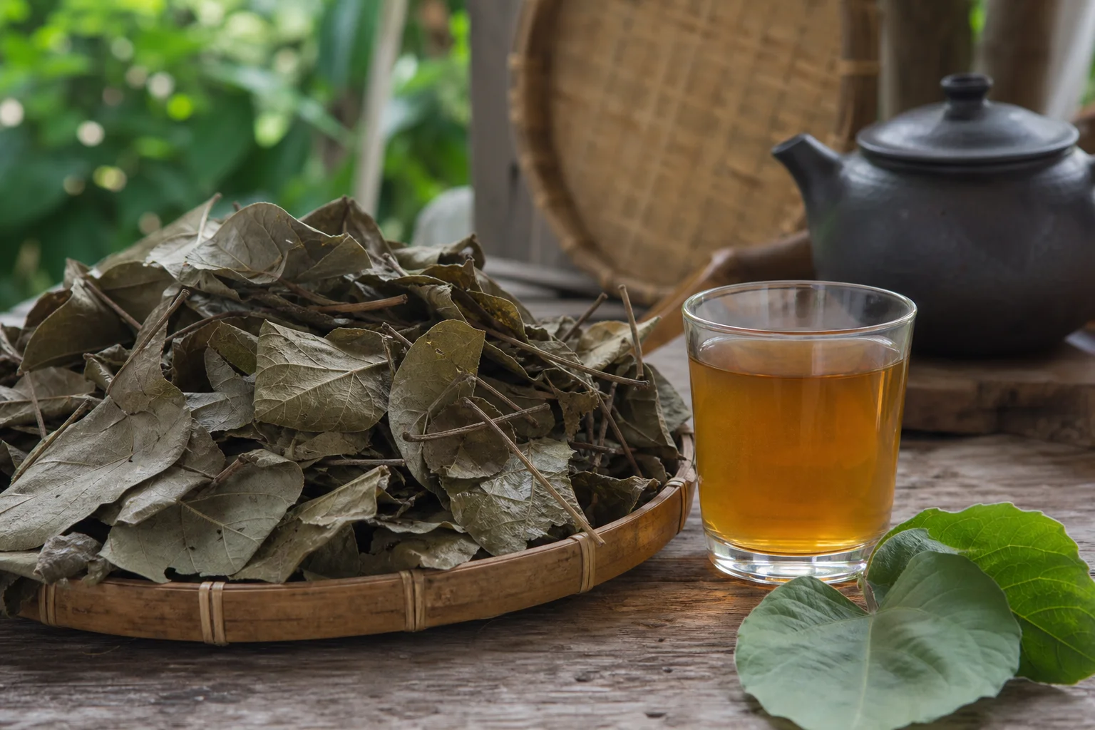 Nước lá vối tốt cho sức khỏe nhưng cần uống đúng cách mỗi ngày