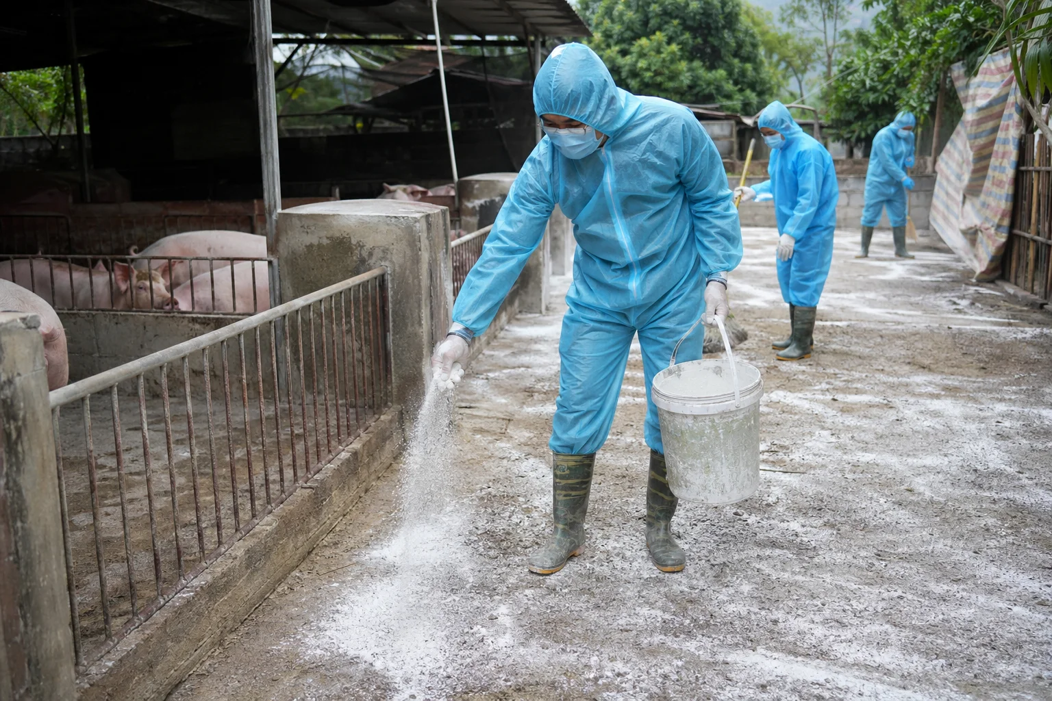 Quảng Ninh siết phòng dịch tả lợn châu Phi, bảo vệ đàn gần 300.000 con