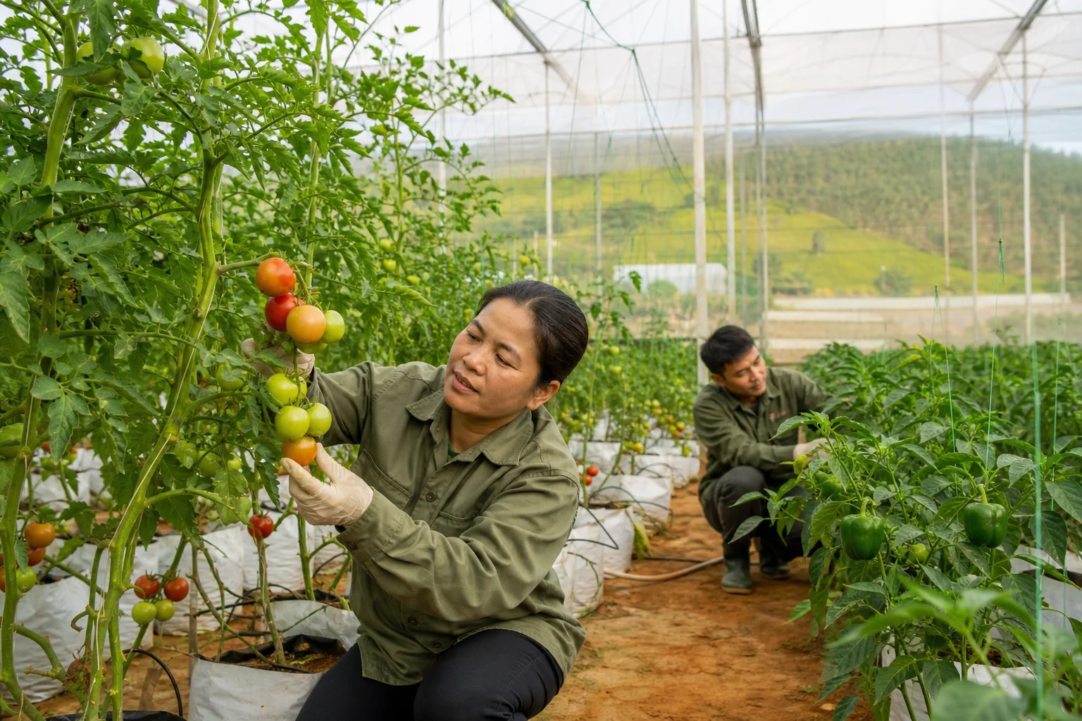 Tín dụng nông nghiệp tiếp sức mô hình công nghệ cao ở Lâm Đồng