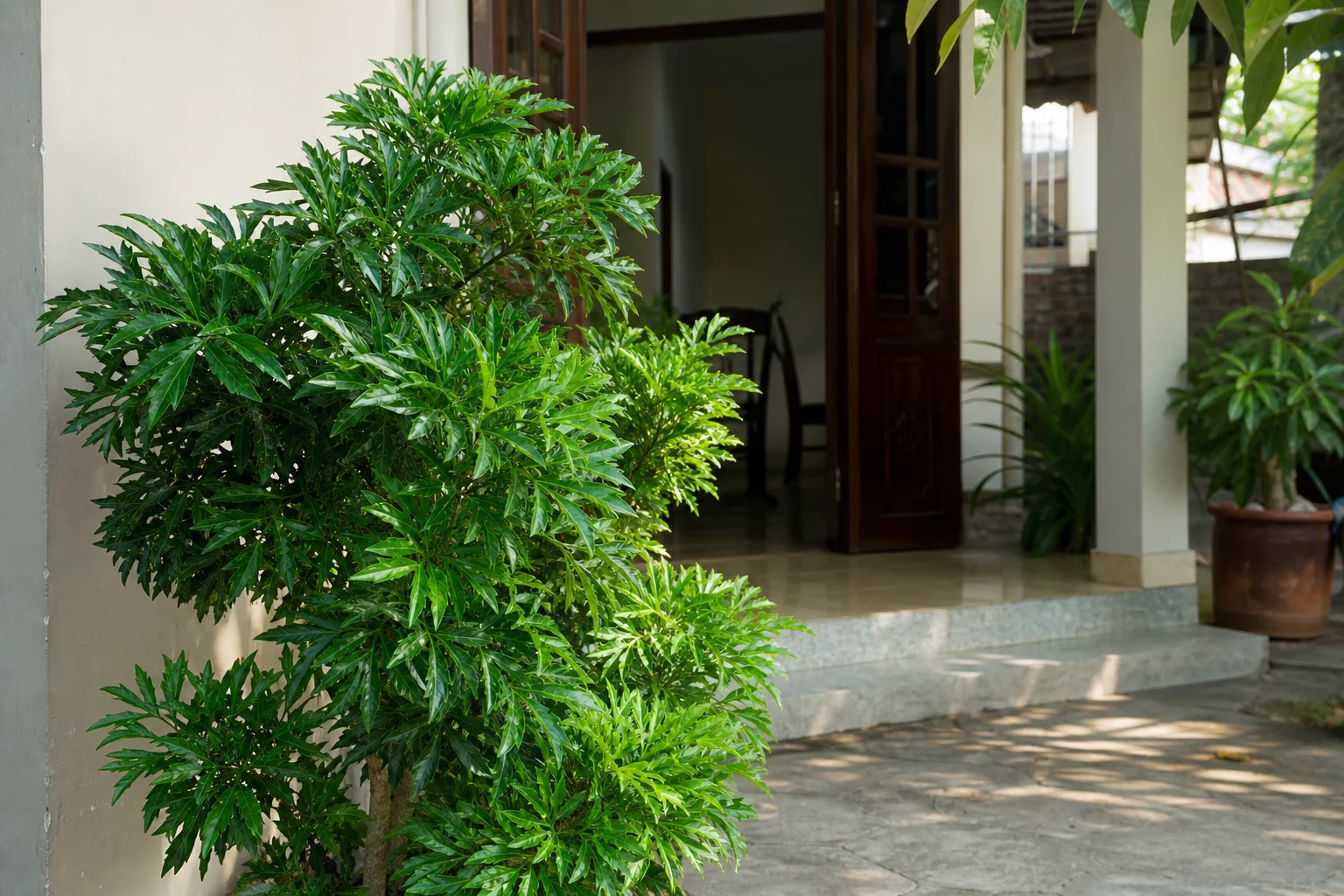 Trồng đinh lăng trước nhà: chọn vị trí hợp phong thủy, đón sinh khí