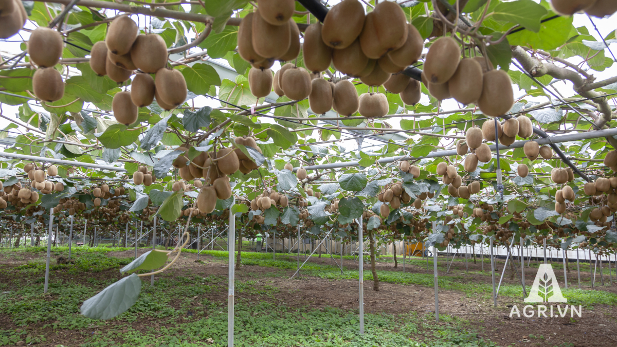 Cây kiwi