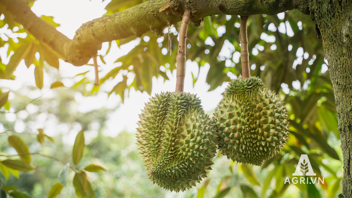 Cây sầu riêng